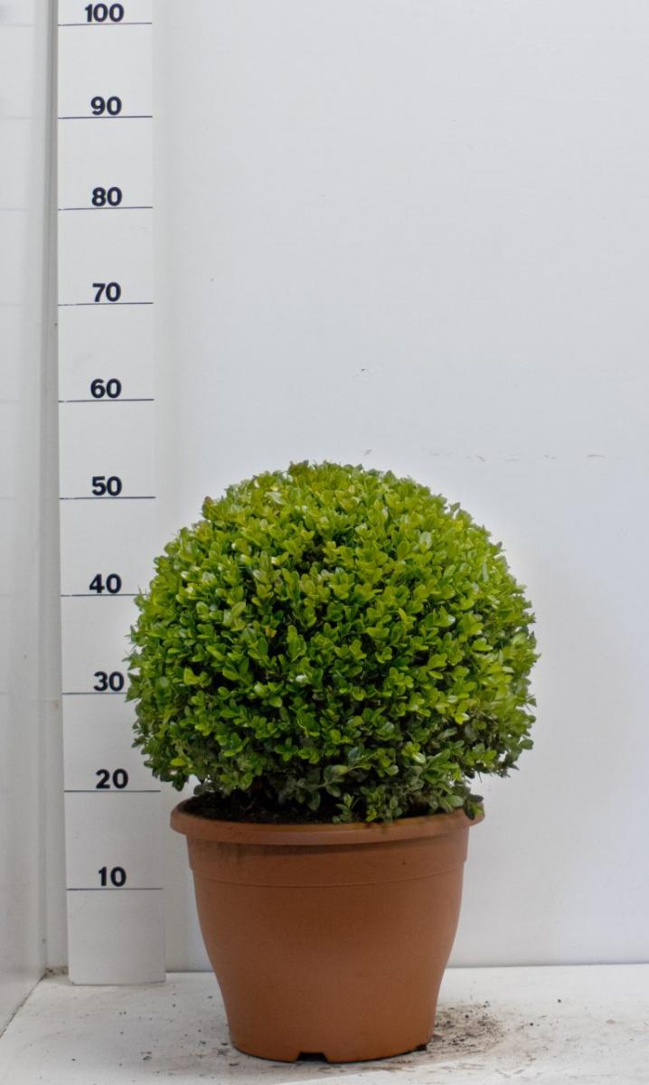 Buxus micr. 'Faulkner', bol