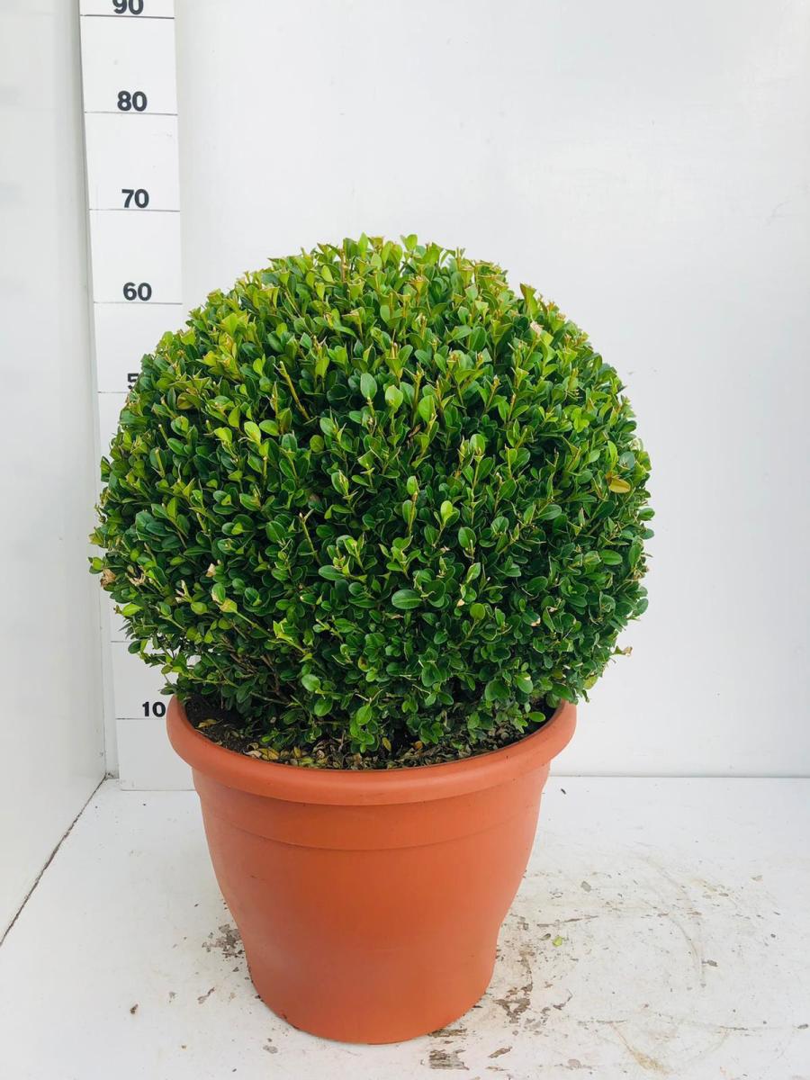 Buxus micr. 'Faulkner', bol