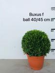 Buxus micr. 'Faulkner', bol