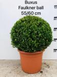 Buxus micr. 'Faulkner', bol