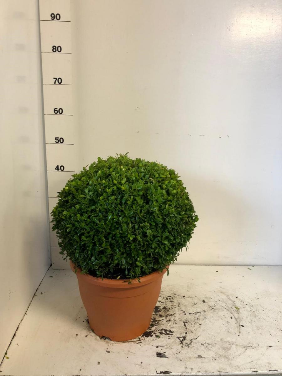 Buxus micr. 'Herrenhausen', bol