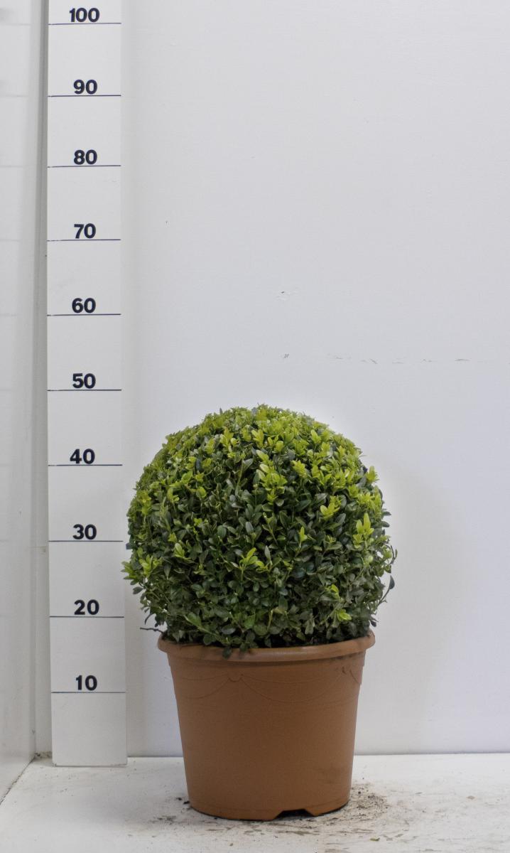 Buxus sempervirens, bol