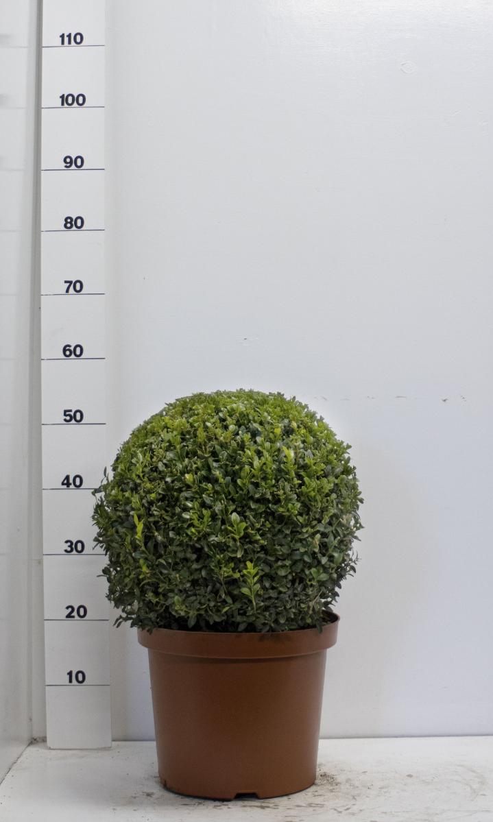 Buxus sempervirens, bol