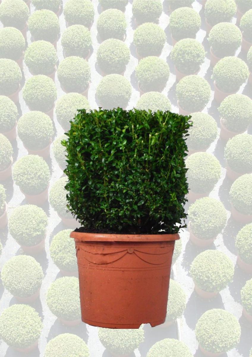 Buxus sempervirens, blok