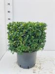 Buxus sempervirens, blok