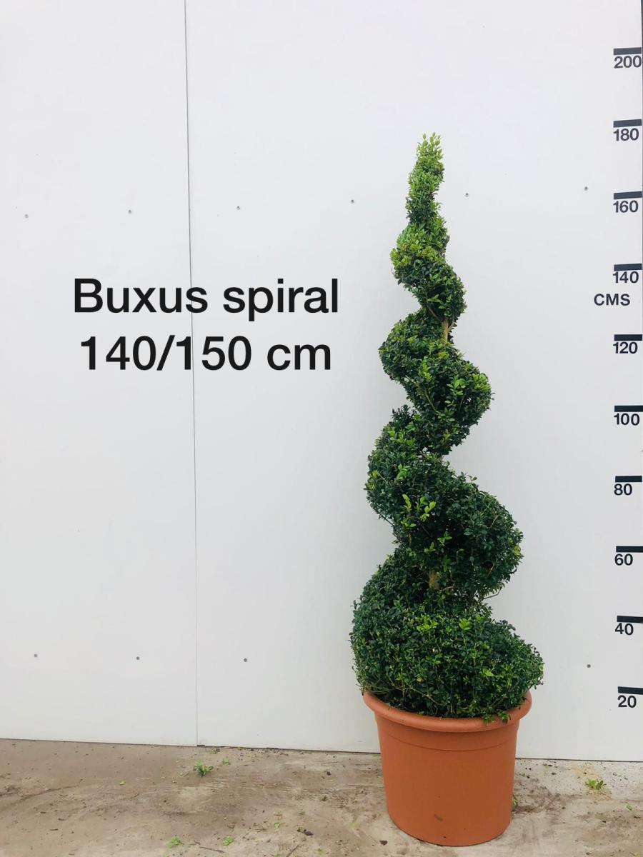 Buxus sempervirens, spiraal