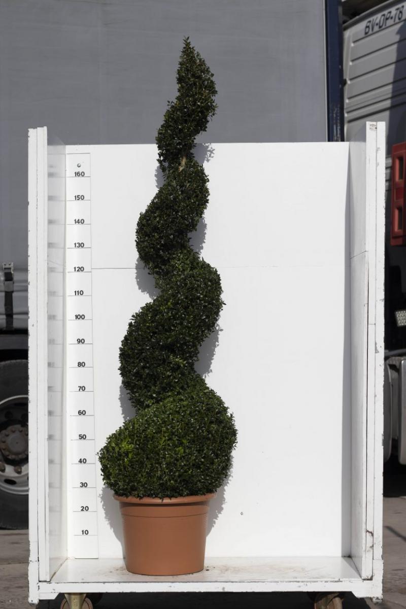 Buxus sempervirens, spiraal