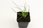 Allium schoenoprasum