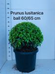 Prunus lusitanica 'Angustifolia', bol