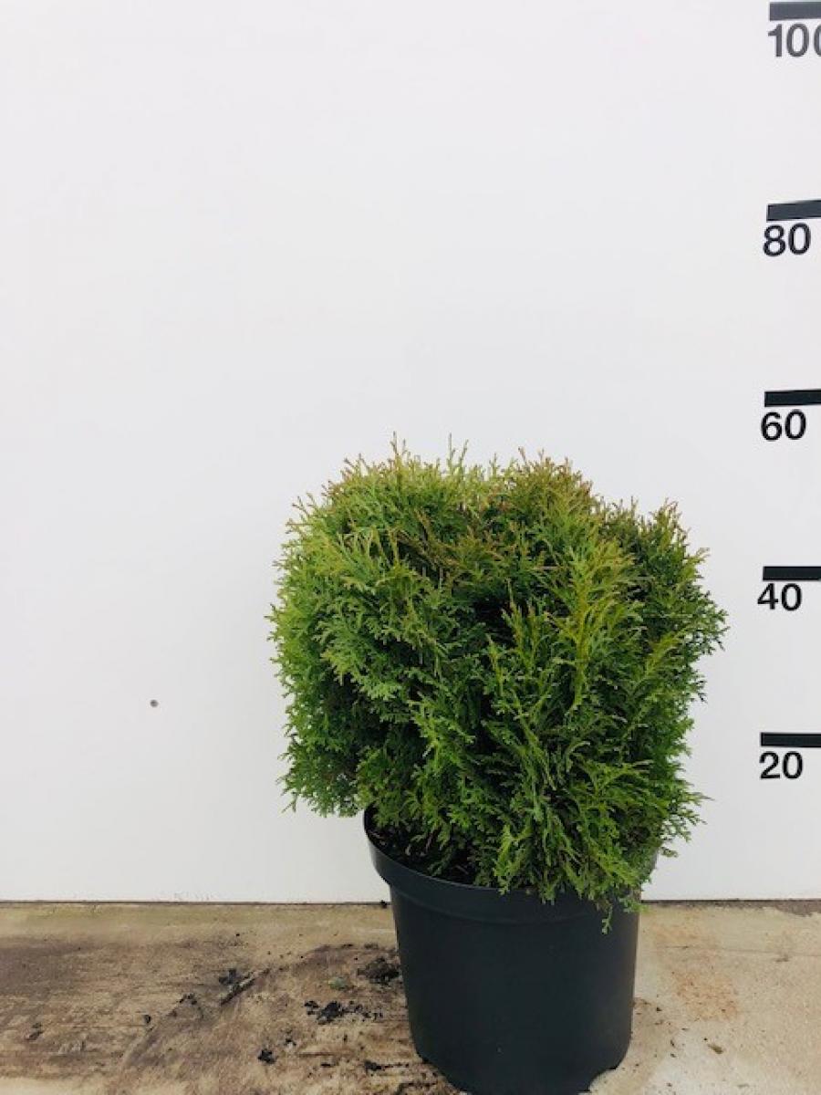 Thuja occ. 'Tiny Tim', bol