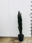 Taxus b. 'Fastigiata Robusta'