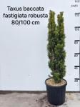 Taxus b. 'Fastigiata Robusta'