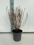 Enkianthus campanulatus