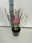 Enkianthus campanulatus