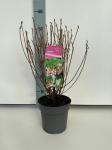 Enkianthus campanulatus