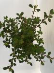 Enkianthus campanulatus