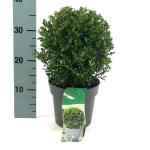 Ilex crenata 'Stokes'