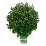 Ilex crenata 'Stokes'