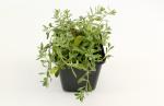 Alyssum montanum 'Berggold'