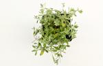 Alyssum montanum 'Berggold'
