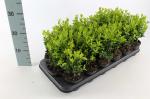 Buxus sempervirens