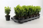 Buxus sempervirens
