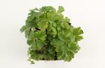Anemone sylvestris