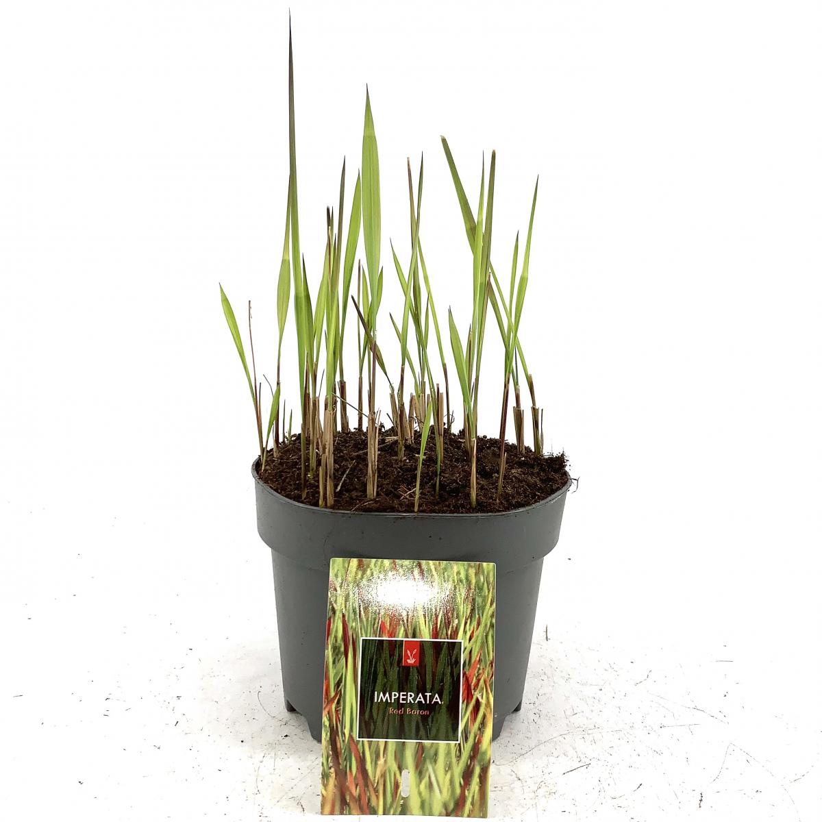Imperata cylindrica 'Red Baron'