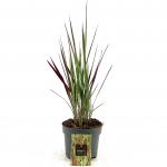 Imperata cylindrica 'Red Baron'