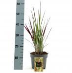 Imperata cylindrica 'Red Baron'