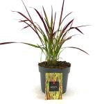 Imperata cylindrica 'Red Baron'