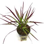 Imperata cylindrica 'Red Baron'