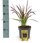 Imperata cylindrica 'Red Baron'