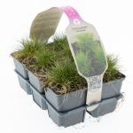 Festuca gautieri 'Pic Carlit'