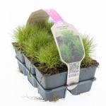 Festuca gautieri 'Pic Carlit'