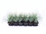 Festuca glauca 'Elijah Blue'