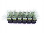 Festuca glauca 'Elijah Blue'