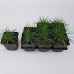 Festuca glauca 'Elijah Blue'