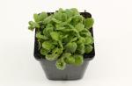 Arabis caucas. 'Snowcap'
