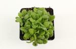 Arabis caucas. 'Snowcap'