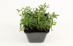 Arenaria montana