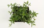 Arenaria montana