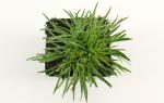 Armeria mar. 'Alba'