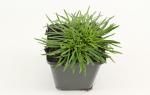 Armeria mar. 'Alba'