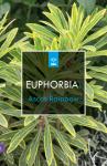 Euphorbia 'Ascot Rainbow'