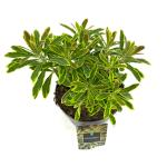 Euphorbia 'Ascot Rainbow'
