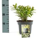 Euphorbia 'Ascot Rainbow'