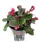 Bergenia cordifolia 'Eroica'