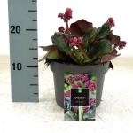 Bergenia cordifolia 'Eroica'