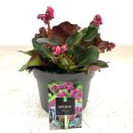 Bergenia cordifolia 'Eroica'